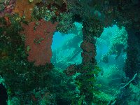 Nature has cloaked a great deal of the interior metalwork of the Fujikawa Maru with life after half a century or more...